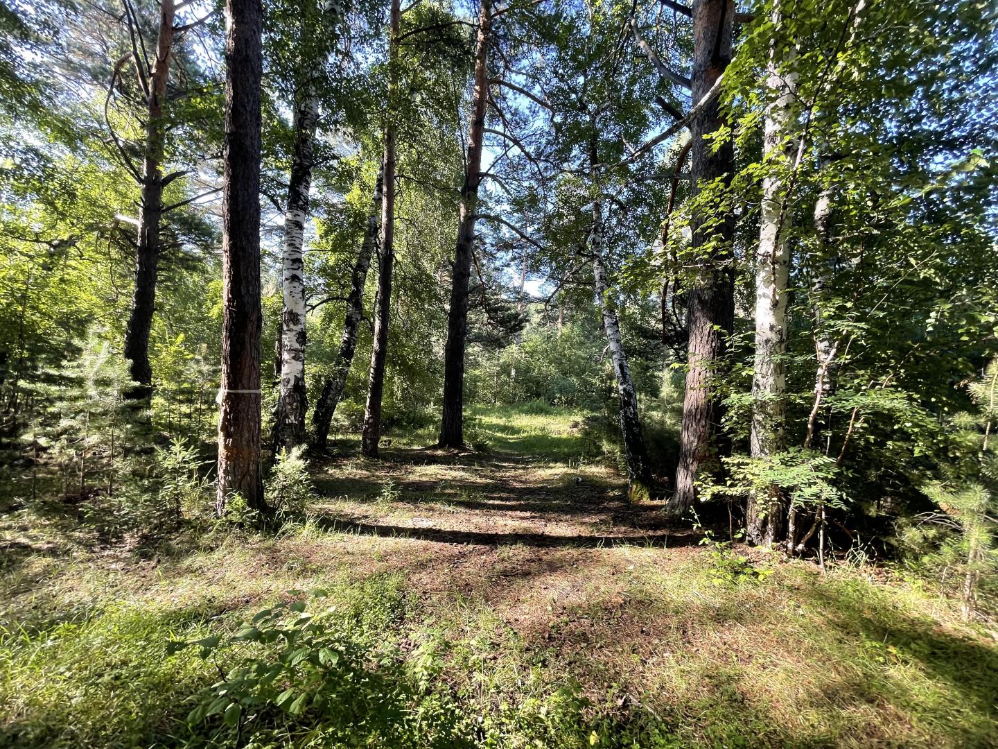 Продам земельный участок в Олха Недвижимость Иркутская  область (Россия)   Красивый массивный лес, река Олха, прямой ровный участок